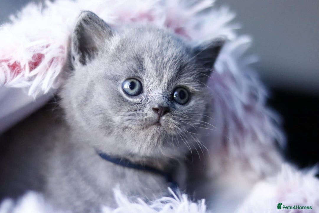 British Shorthair cats for sale: GCCF champ bloodlines Bsh - Image 9