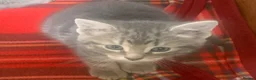 Mixed Breed cats for sale: For Sale Seven Georgeous Kittens - Advert 22