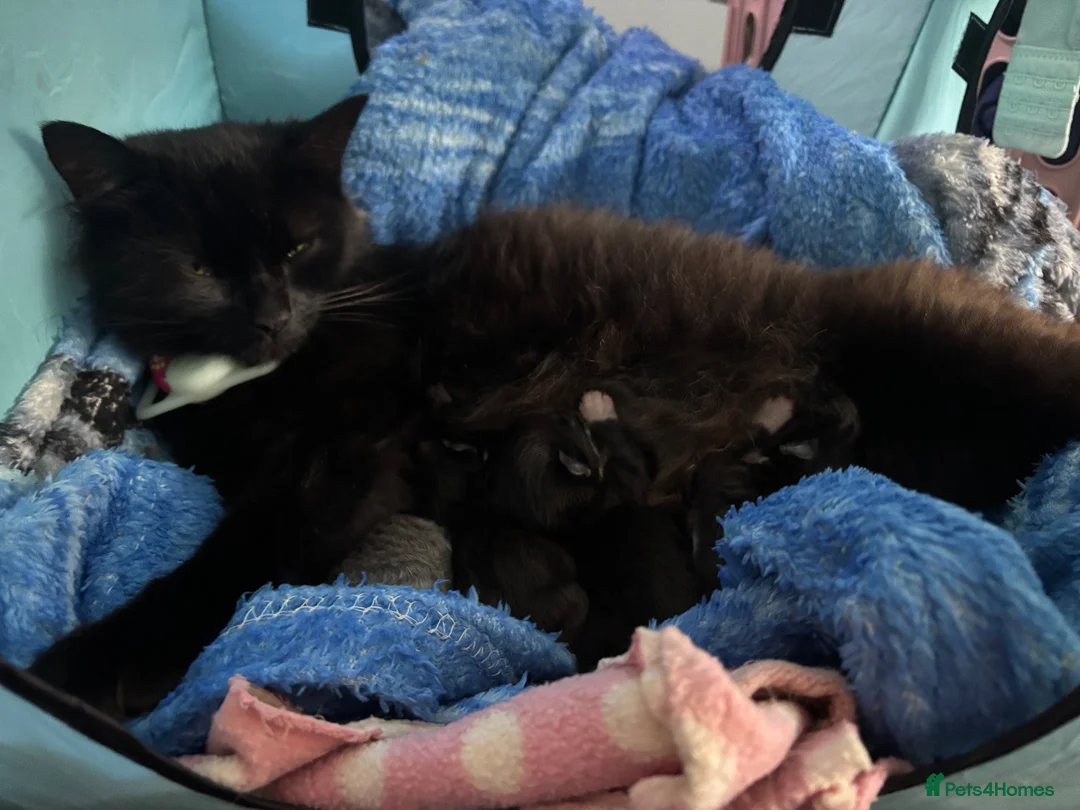 British Longhair cats for sale: Long haired kittens  - Advert 1