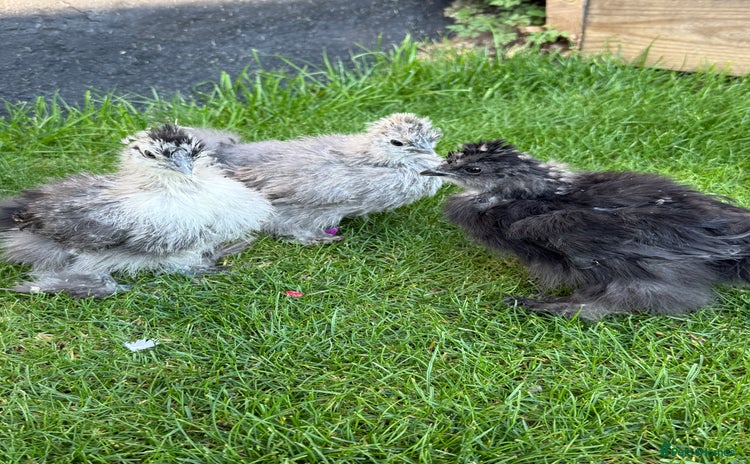 Chickens poultry - Advert 1