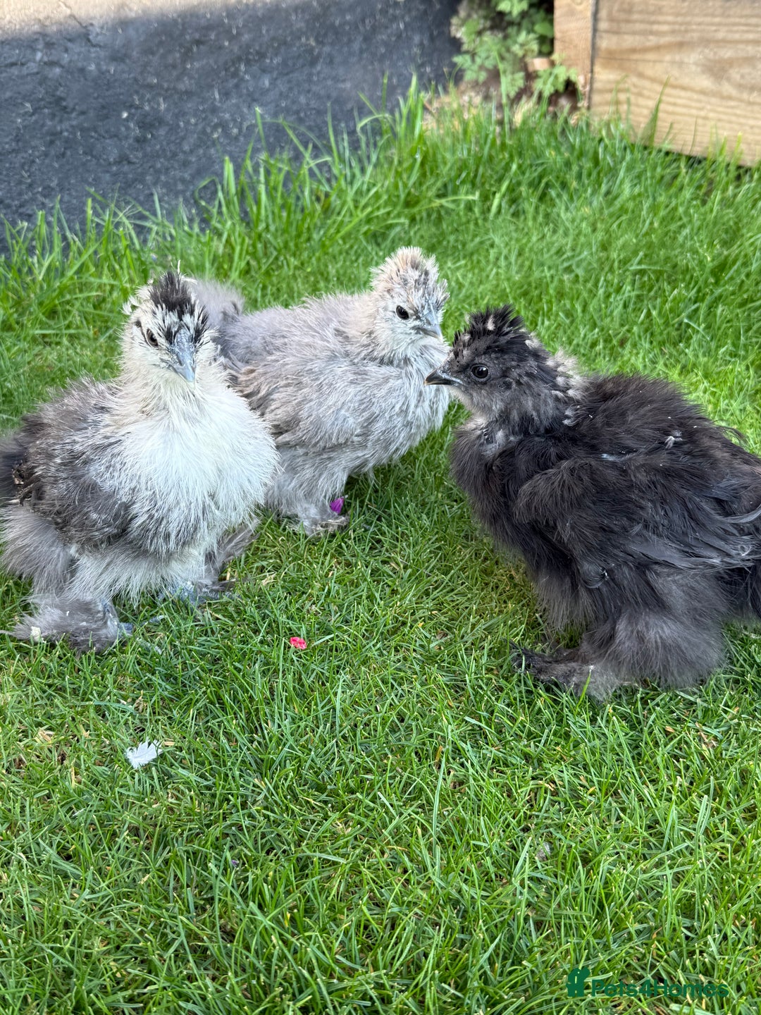 Chickens poultry for sale: For sale Silkie bantams unsexed  - Image 1