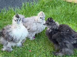 Chickens poultry - Advert 36