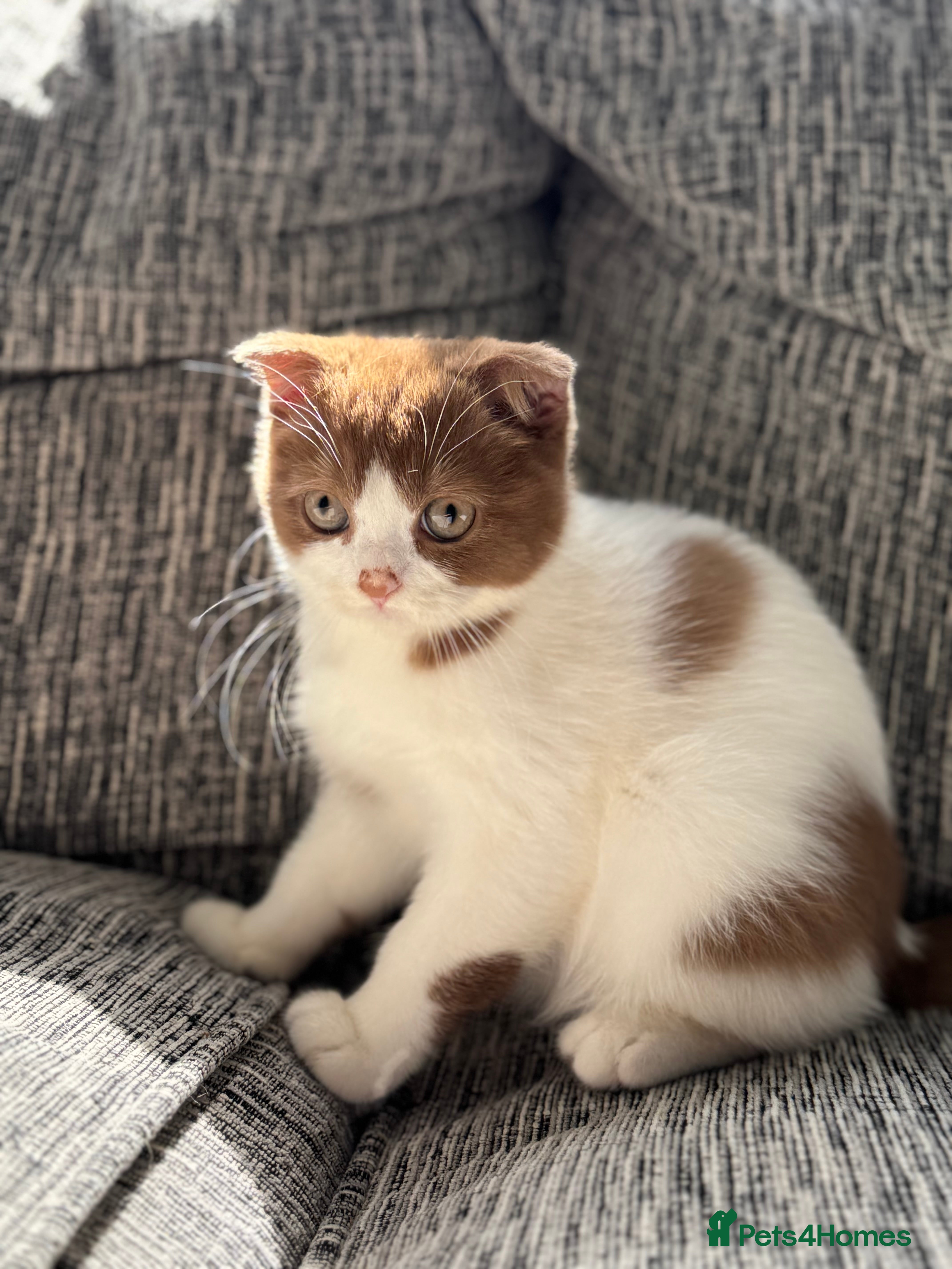 Scottish Fold cats Ready now - Super Cinnamon Bi Colour Boy - Advert 3