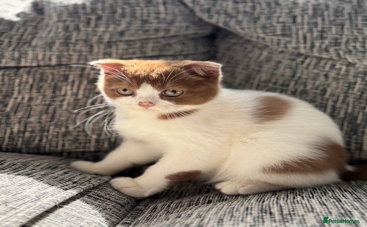 Scottish Fold cats - Advert 9