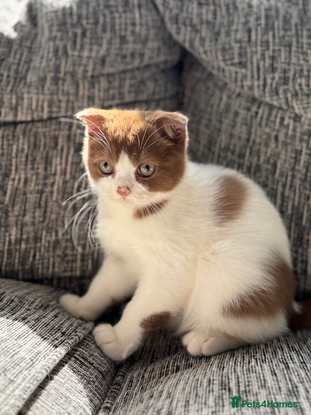 Scottish Fold cats for sale: Ready now - Super Cinnamon Bi Colour Boy - Image 1