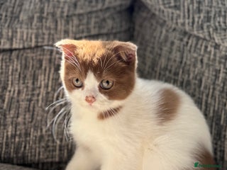 Scottish Fold cats - Advert 2
