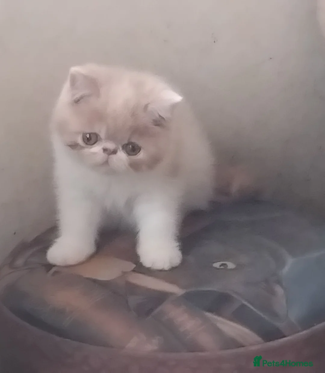 Exotic cats for sale: GCCF Registered Exotic Kittens  - Advert 1