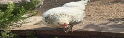 Chickens poultry for sale: 3 Hens – Sussex, Brown Ranger & Cuckoo Marans in New Malden - Advert 6