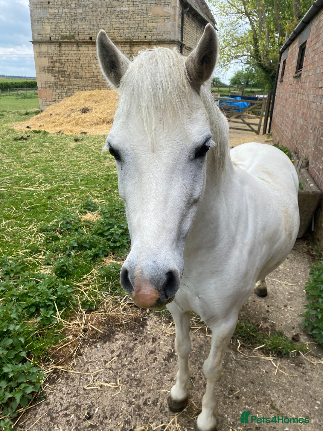 Welsh Section A horses for sale: Prini - Image 2
