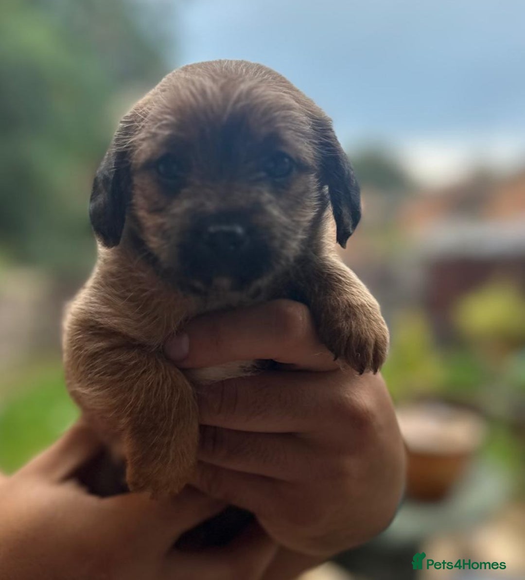 Jackapoo dogs for sale: Jackapoos puppies - Image 3