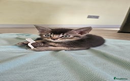 Abyssinian cats for sale: Abyssinian and Bengal x kittens 😻 - Image 18