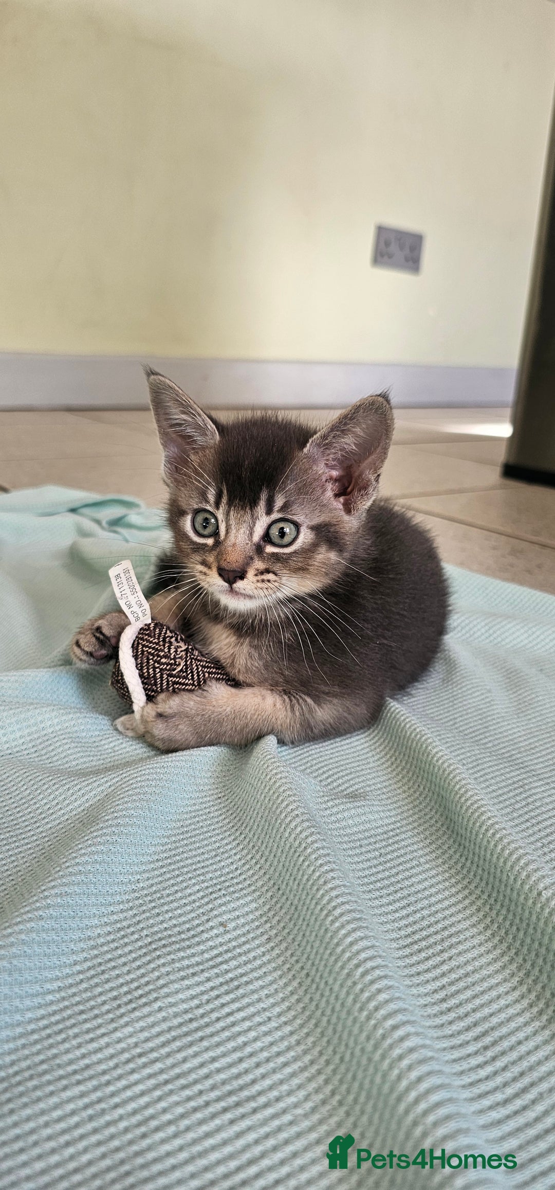 Abyssinian cats for sale: Abyssinian and Bengal x kittens 😻 - Image 18