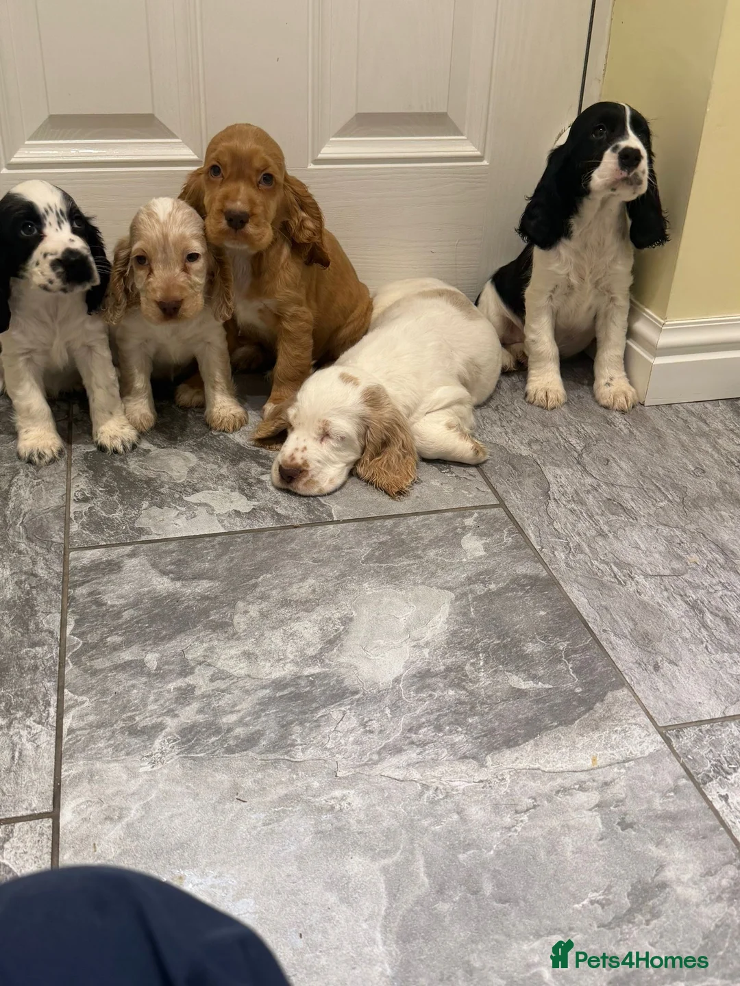 Cocker Spaniel dogs for sale: OUTSTANDING ADORABLE SHOW TYPE COCKER SPANIEL  - Advert 17