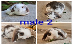 Mini Lop rabbits for sale: Gorgeous pure Bred baby mini lop rabbits - Image 3