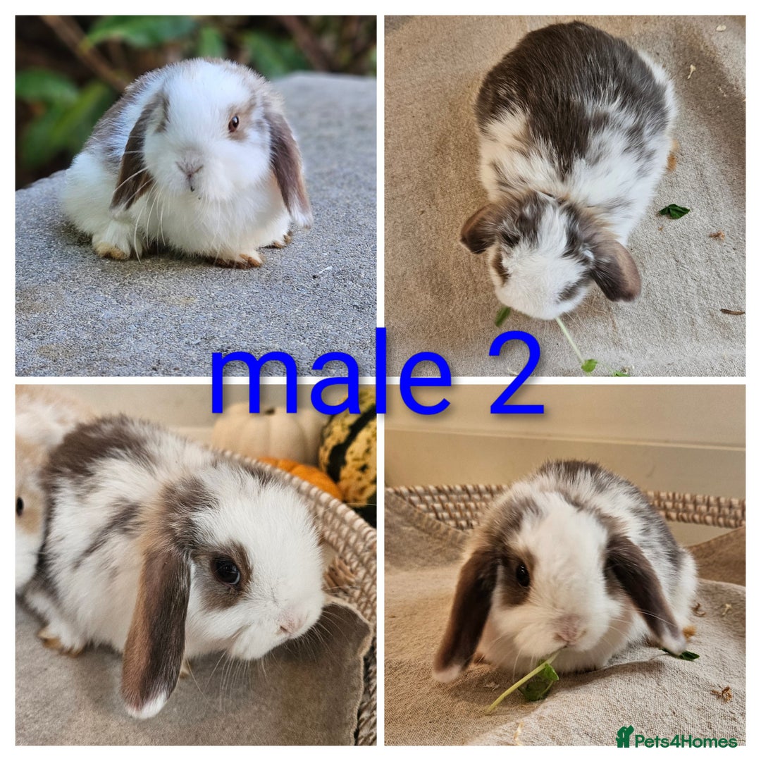 Mini Lop rabbits for sale: Gorgeous pure Bred baby mini lop rabbits - Image 3