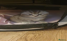 Scottish Fold cats for sale: 😻 Adorable Scottish Fold Kittens For Sale😻 - Image 1