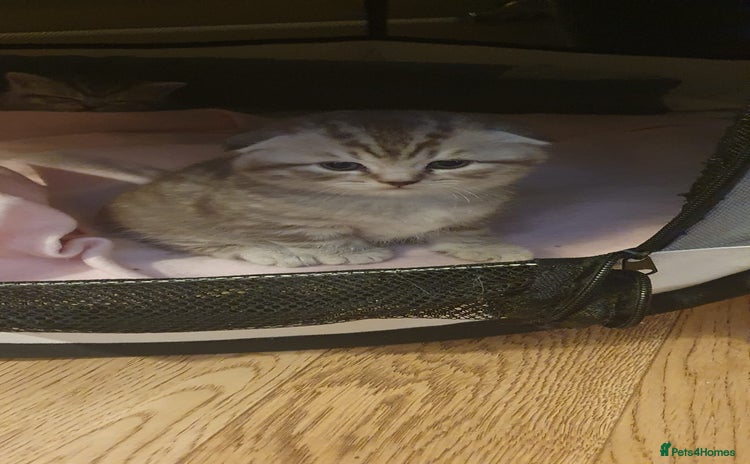 Scottish Fold cats - Advert 1