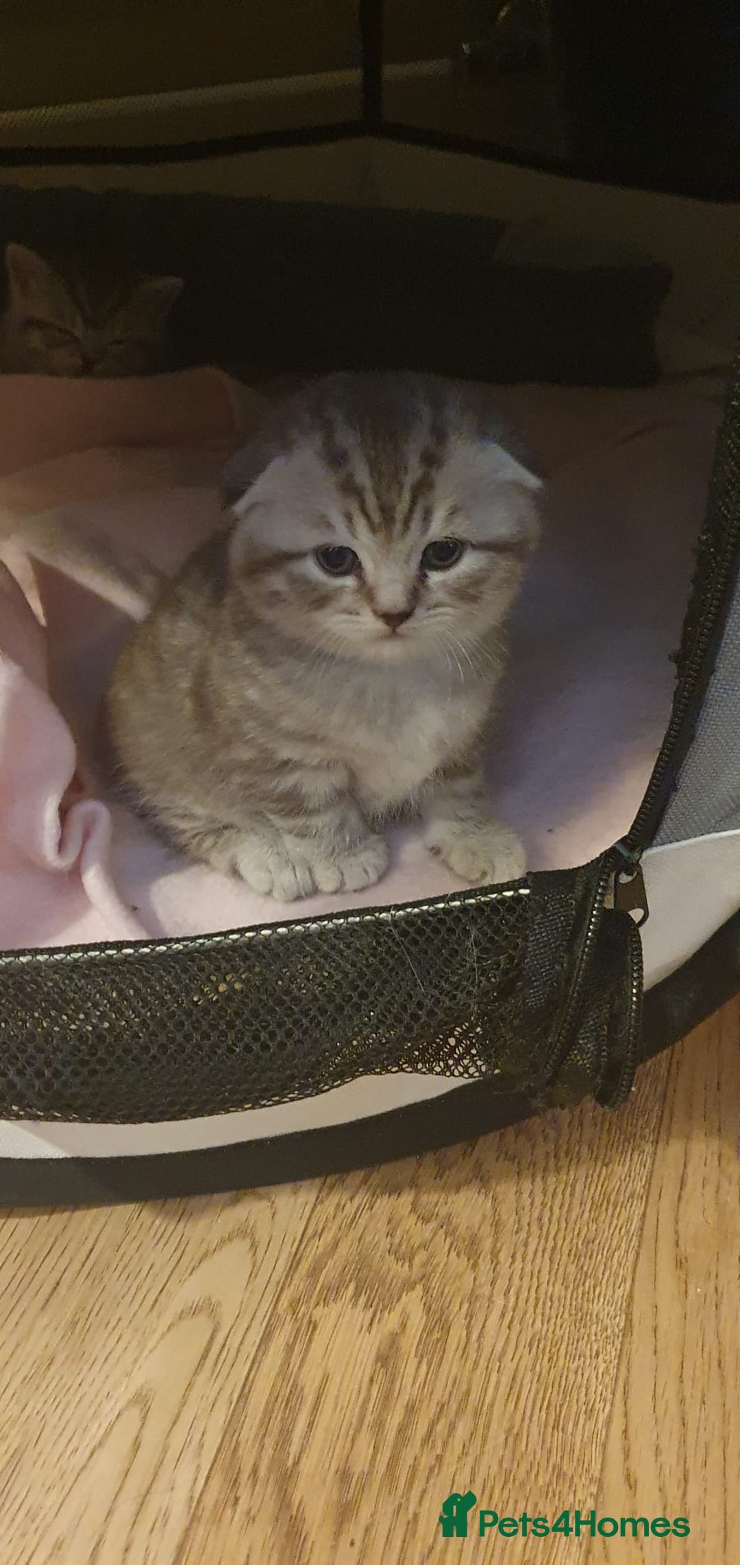 Scottish Fold cats for sale: 😻 Adorable Scottish Fold Kittens For Sale😻 - Image 1