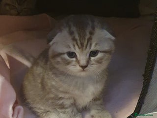 Scottish Fold cats - Advert 1