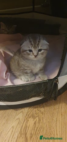 Scottish Fold cats - Advert 1