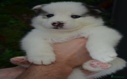 Mixed Breed dogs for sale: Siberian Husky cross Samoyed / Samusky - Image 11