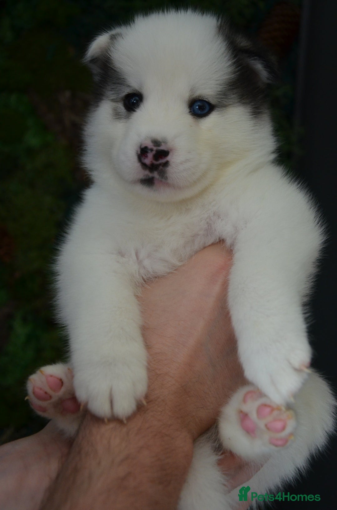 Mixed Breed dogs for sale: Siberian Husky cross Samoyed / Samusky - Image 11