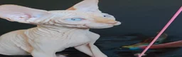Sphynx cats for sale: Beautiful  Kittens 2 Boys & 1 Girl Available 💎 - Advert 5