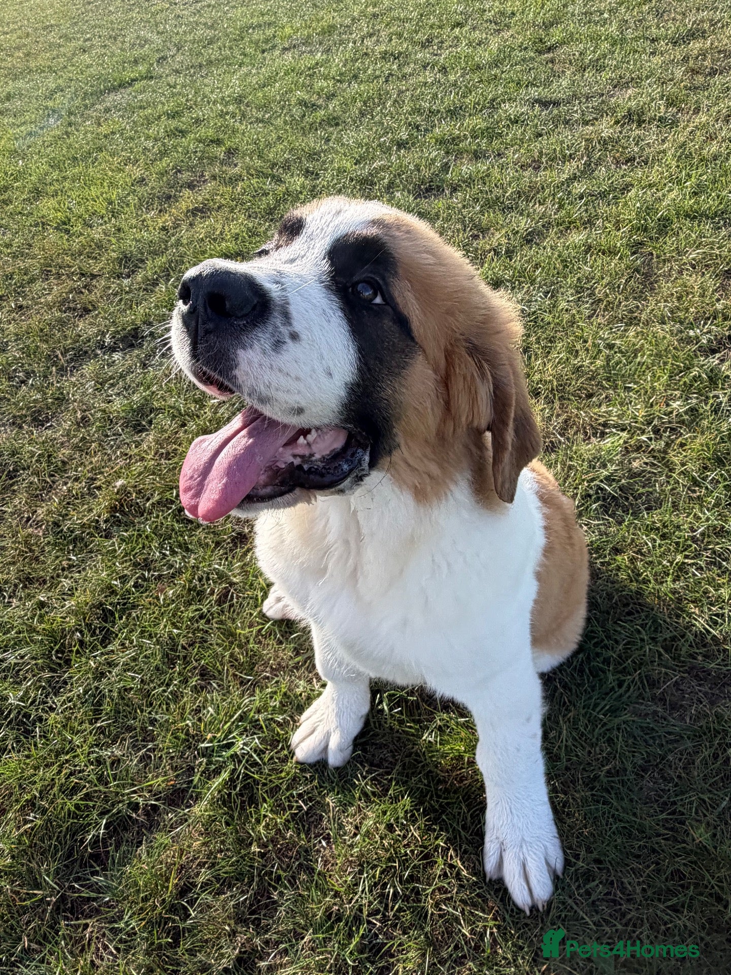 Saint Bernard dogs Saint Bernard  - Advert 4
