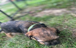 Border Terrier dogs for sale: Border Terrier Pups - Image 19