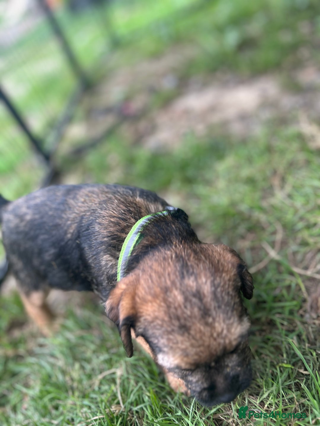 Border Terrier dogs for sale: Border Terrier Pups - Image 19