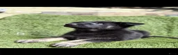 German Shepherd dogs for sale: German Shepard puppies  - Advert 19