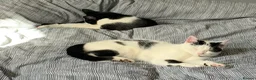 Mixed Breed cats for sale: Two Adorable Sister Kittens for Sale in Huddersfield - Advert 12