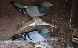 Pigeons birds for sale: Various pigeons  - Image 5