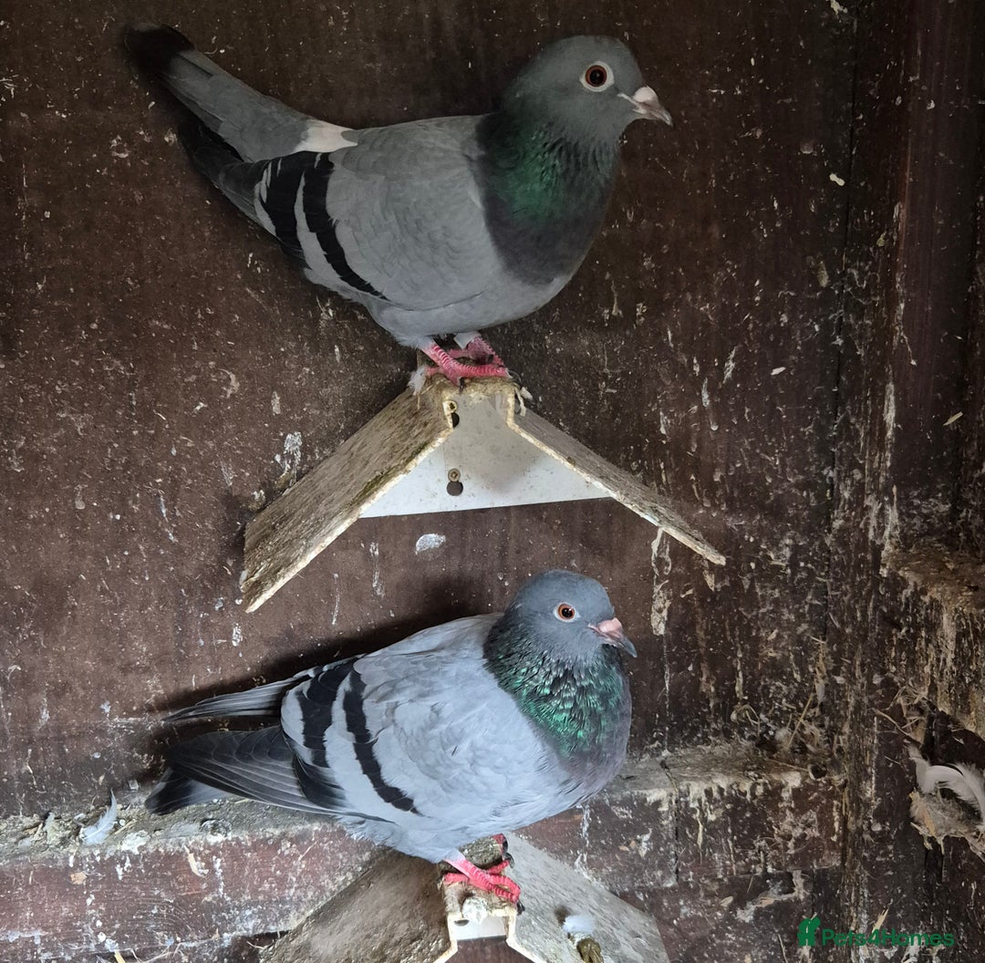 Pigeons birds for sale: Various pigeons  - Image 5