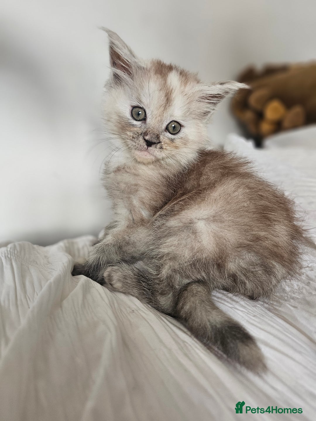 Maine Coon cats for sale:  TICA Maine coon kittens ready to leave - Advert 13