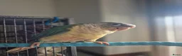 Conures birds for sale: Cinnamon green cheeked conure in Horley - Advert 5