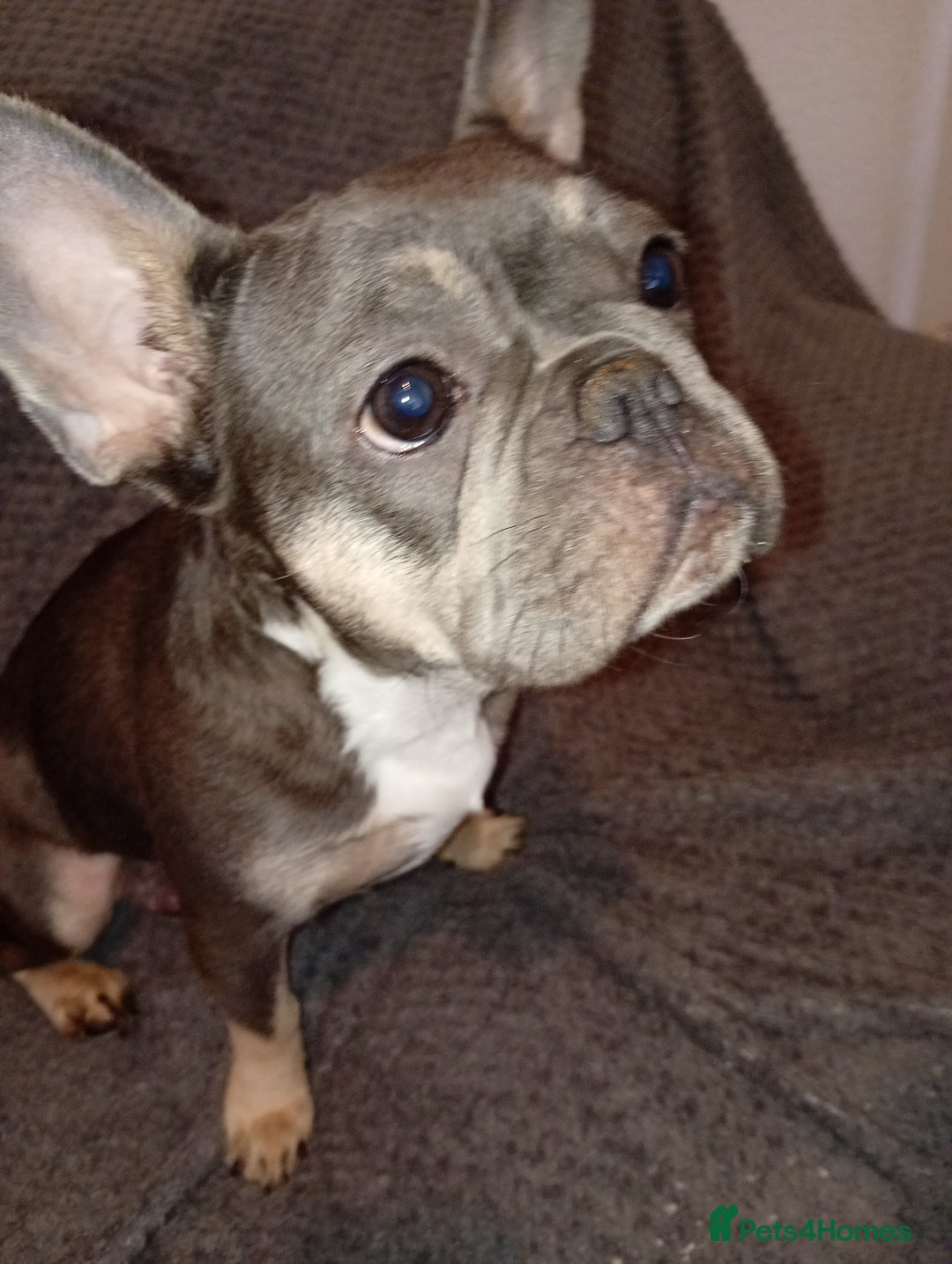 French Bulldog dogs for sale: 💥Two Amazing french bulldogs caring pink🐶 - Image 6