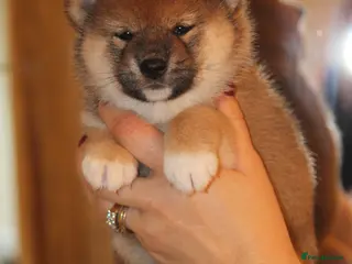 Japanese Shiba Inu dogs “KC Shiba Inu Puppies – Champion Bloodlines ❤️🏆” - Advert 13