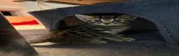 Mixed Breed cats for sale: 4 kittens for sale (2 black and white 2 tabby)  in Hull - Advert 7