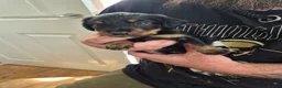 Mixed Breed dogs for sale: 1 Male and 3 Female Dorkies in Southampton - Advert 3