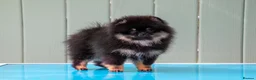 Pomeranian dogs for sale: Miniature Pomeranian boys - Advert 4