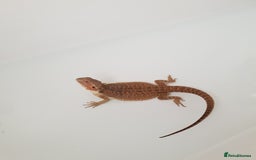 Bearded Dragon reptiles for sale: female bearded dragon with full set up - Image 6