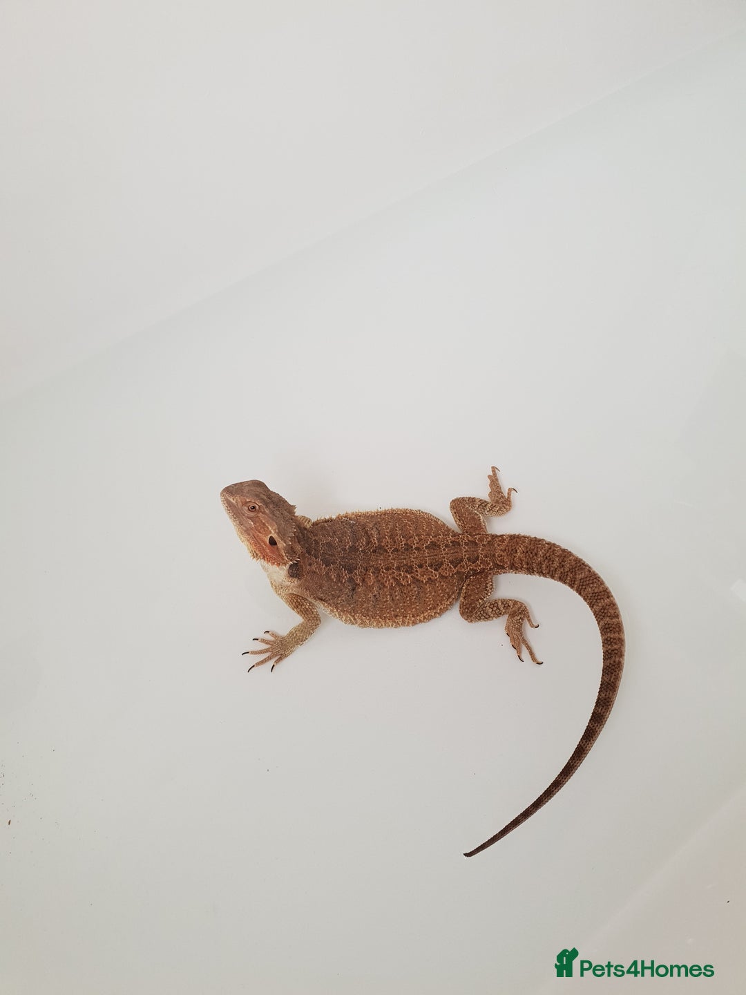 Bearded Dragon reptiles for sale: female bearded dragon with full set up - Image 6