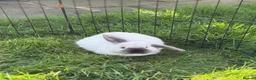 Mini Lop rabbits for sale: Girl Mini lops available  - Advert 2