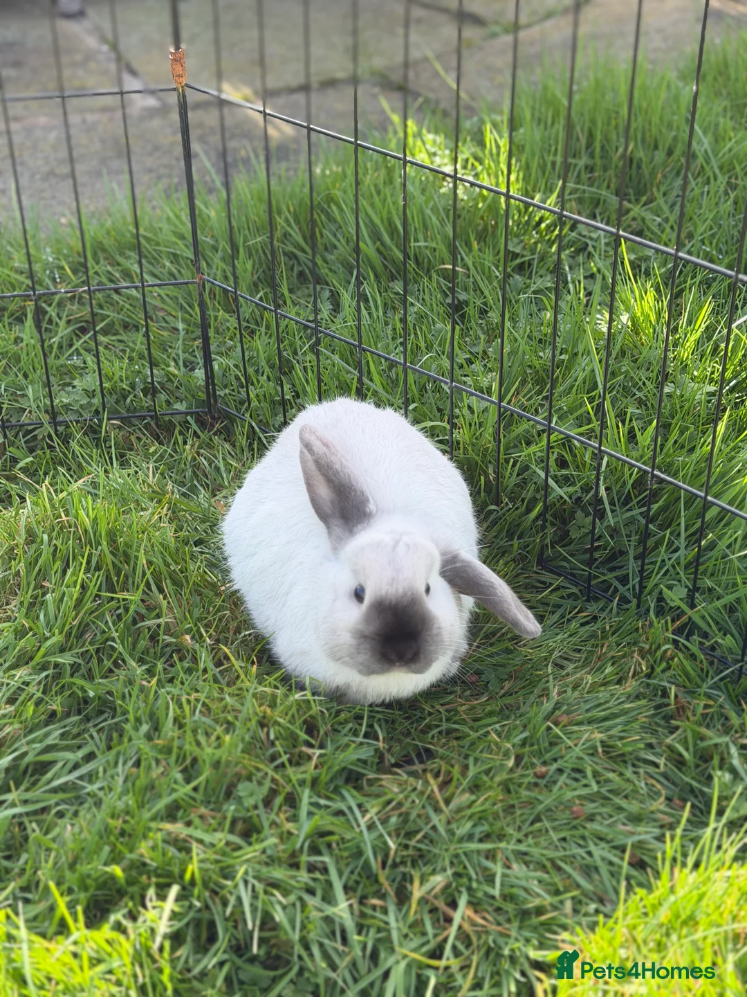 Mini Lop rabbits for sale: Girl Mini lops available  - Advert 2