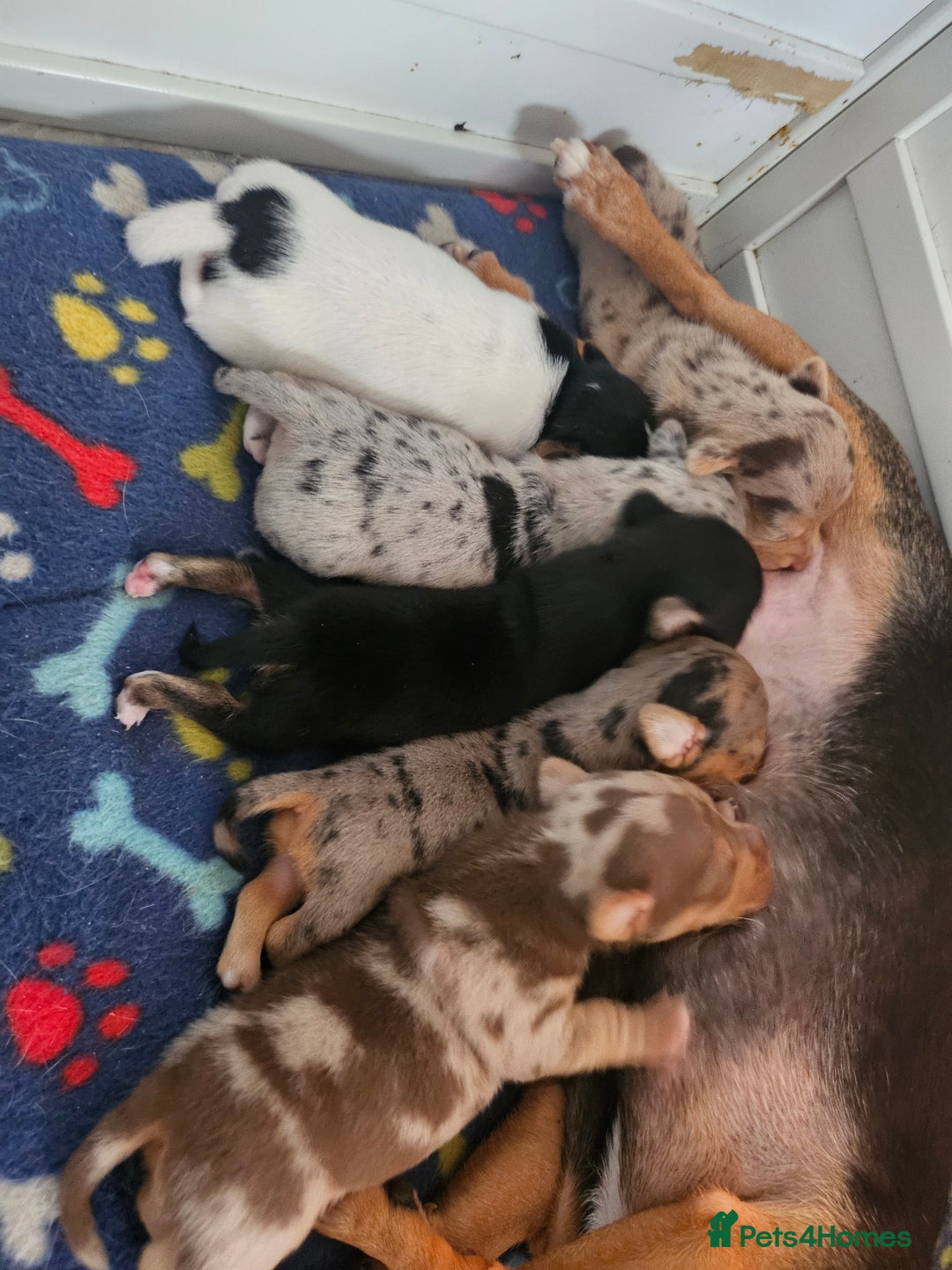 Jack Russell dogs for sale: Full jack russell puppies  - Advert 5
