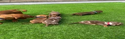Miniature Dachshund dogs for sale: MINIATURE DACHSHUND PUPPIES FOR SALE in Looe - Advert 2