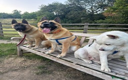 Mixed Breed dogs for sale: American Akita cross Belgian Malinois  - Image 4