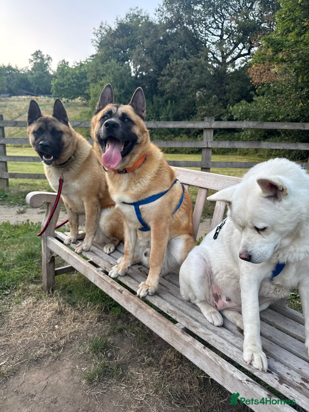 Mixed Breed dogs for sale: American Akita cross Belgian Malinois  - Image 4