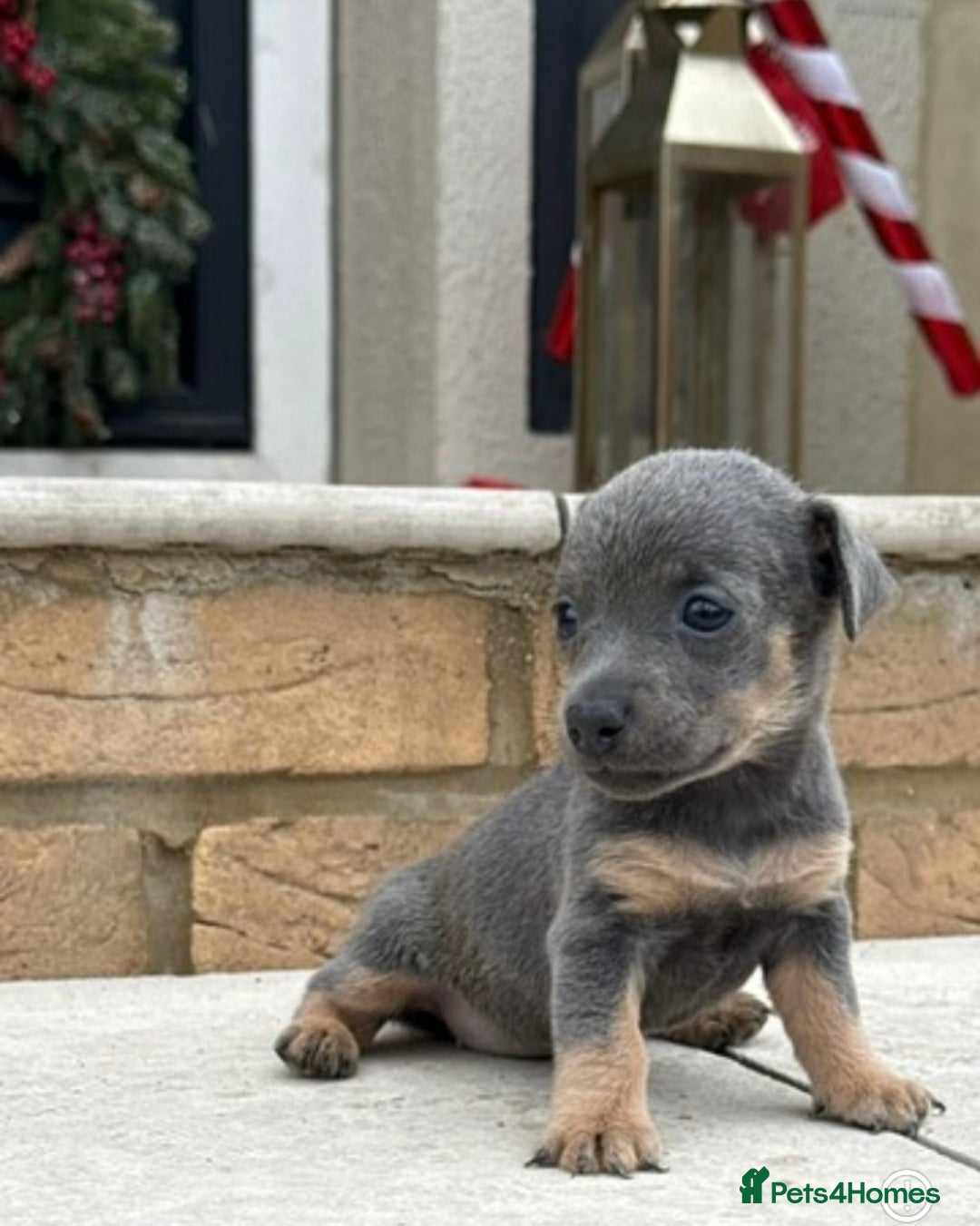 Jack Russell dogs for sale: Much wenlock jack russell pups  - Advert 9